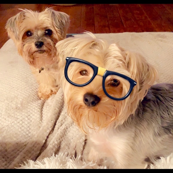 Meet your Posher, Lulu 💕 - Picture 3 of 3